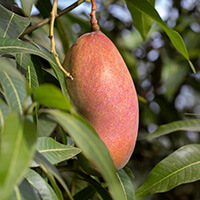 African Mango