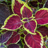 Coleus