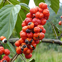 Guarana